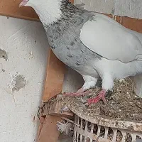 طوقی هفت رنگ|پرنده|برازجان, |دیوار