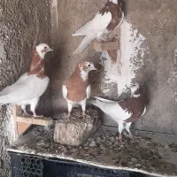 طوقی،طوق زرد،طوق سرخ|پرنده|شیراز, کوشک میدان|دیوار