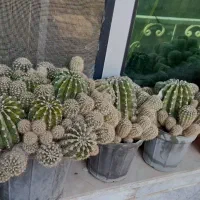 گل کاکتوس|گل و گیاه طبیعی|هشتگرد, مدرس|دیوار