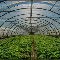 ۷۰۶۶متر زمین ابتدای جاده گلمکان(گلخانه،ویلا)