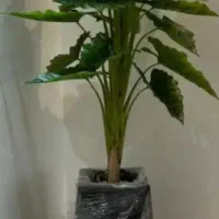 درخ چه|گل مصنوعی|تهران, مشیریه|دیوار