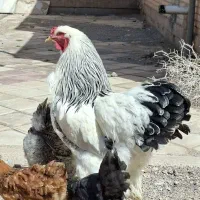 خروس برهما لایت