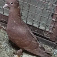 کبوتر1جفت زردوسرخ کاکل.نر زرد.جفت ساده،ماده2کت|پرنده|زاهدان, |دیوار