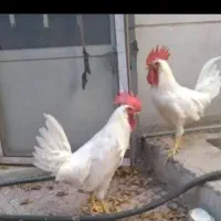 خروس