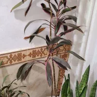 گل های با کیفیت