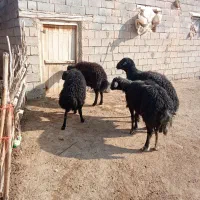 فروش قوچ سیاه|حیوانات مزرعه|چهاربرج, |دیوار