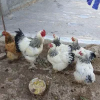 تخم مرغ برهما