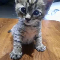 بچه گربه واگزاری