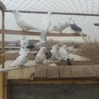 کبوتر|پرنده|معصومیه, |دیوار