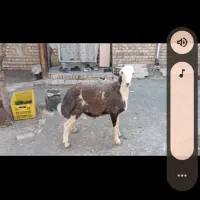 بره قوچی درجه یک