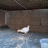 جوجه محلی|حیوانات مزرعه|دهدشت, |دیوار