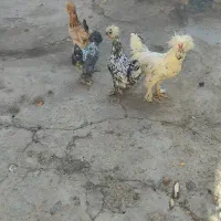 مرغ و خروس سلطان|حیوانات مزرعه|ملایر, |دیوار