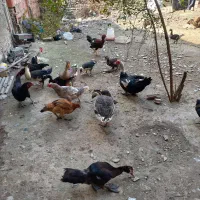 جوجه اردک خارجی|حیوانات مزرعه|گرگان, |دیوار