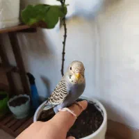 فنچ و مرغ عشق