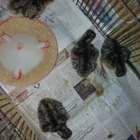 جوجه بوقلمون ۵ روزه