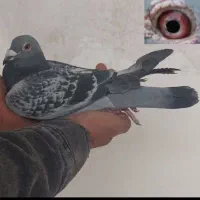 کبوتر پلاکی