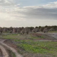 زمین 1000 متری باغ بادامی