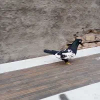 کفتر|حیوانات|مشهد, امیر آباد|دیوار