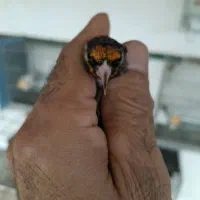 سهره سیاه سر (زاغ)