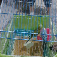 دو عدد مرغ عشق