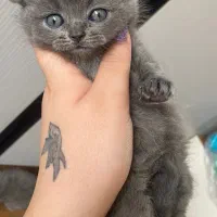 اسکاتیش های فولد