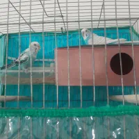 مرغ عشق|پرنده|زرند, |دیوار