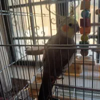 عروس هلندی نر شیطون