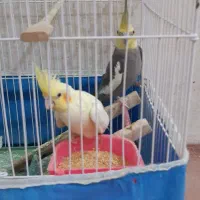 جفت عروس هلندی.معاوضه