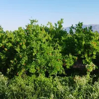باغ و زمین کشاورزی مناسب انواع فعالیت های کشاورزی|فروش دفتر صنعتی، کشاورزی، تجاری|تهران, فردوسی|دیوار