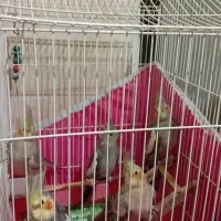 پرنده عروس|پرنده|رشت, جماران|دیوار