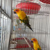 خورشیدی سان کانور ماده|پرنده|کاشمر, |دیوار