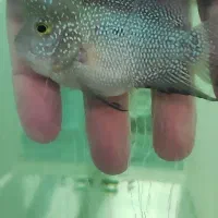 فلاور هورن سایز ریز|ماهی|اصفهان, قهجاورستان|دیوار