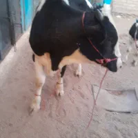 گوساله نر گاو|حیوانات مزرعه|نهبندان, |دیوار