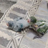 جوجه راهب سرلاکی سبز وآبی