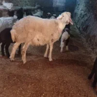 گوسفند نره پلنگی