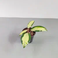 انواع هویاهای خاص و کلکسیونی|گل و گیاه طبیعی|گناباد, |دیوار