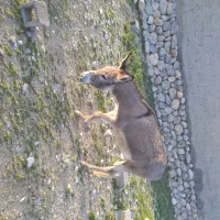 الاغ ماده دو سال