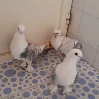 کبوتر کفتر پشت طاووسی چنگ موشی ساتن بلژیکی|پرنده|شیراز, نصر|دیوار