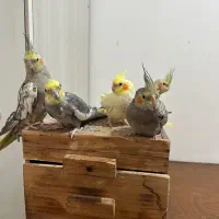 ۵ عدد عروس هلندی ب فروش