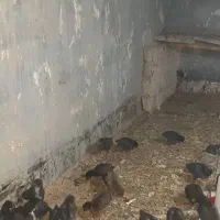 جوجه نیمچه گلین مرغ عربی|حیوانات مزرعه|باوی, |دیوار