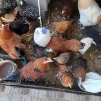 فروش فوری مرغ و نیمچه مرغ محلی از نژاد خوب|حیوانات مزرعه|گالیکش, |دیوار