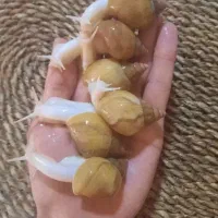 حلزون آلبینو|خزنده|شیراز, آبیاری|دیوار