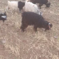 بزغاله‌‌نر‌ و ماده