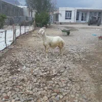 بره قوچ