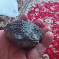 فوسیل دو کفه صدفه بسیار قشنگ