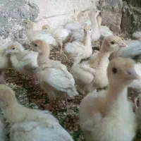 جوجه بوقلمون بیوتی۲۴روزه وجوجه مرغ گلپایگان ۱۱روزه