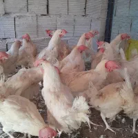 مرغ سفیداول ماه|حیوانات مزرعه|قم, بیانی|دیوار