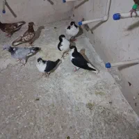 یک جفت چپ سیاه فروشی
