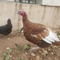 فروش بوقلمون ومرغ وخروس