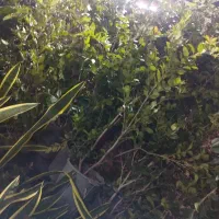 خدمات تخصصی باغبانی،طراحی ونگهداری فضای سبز